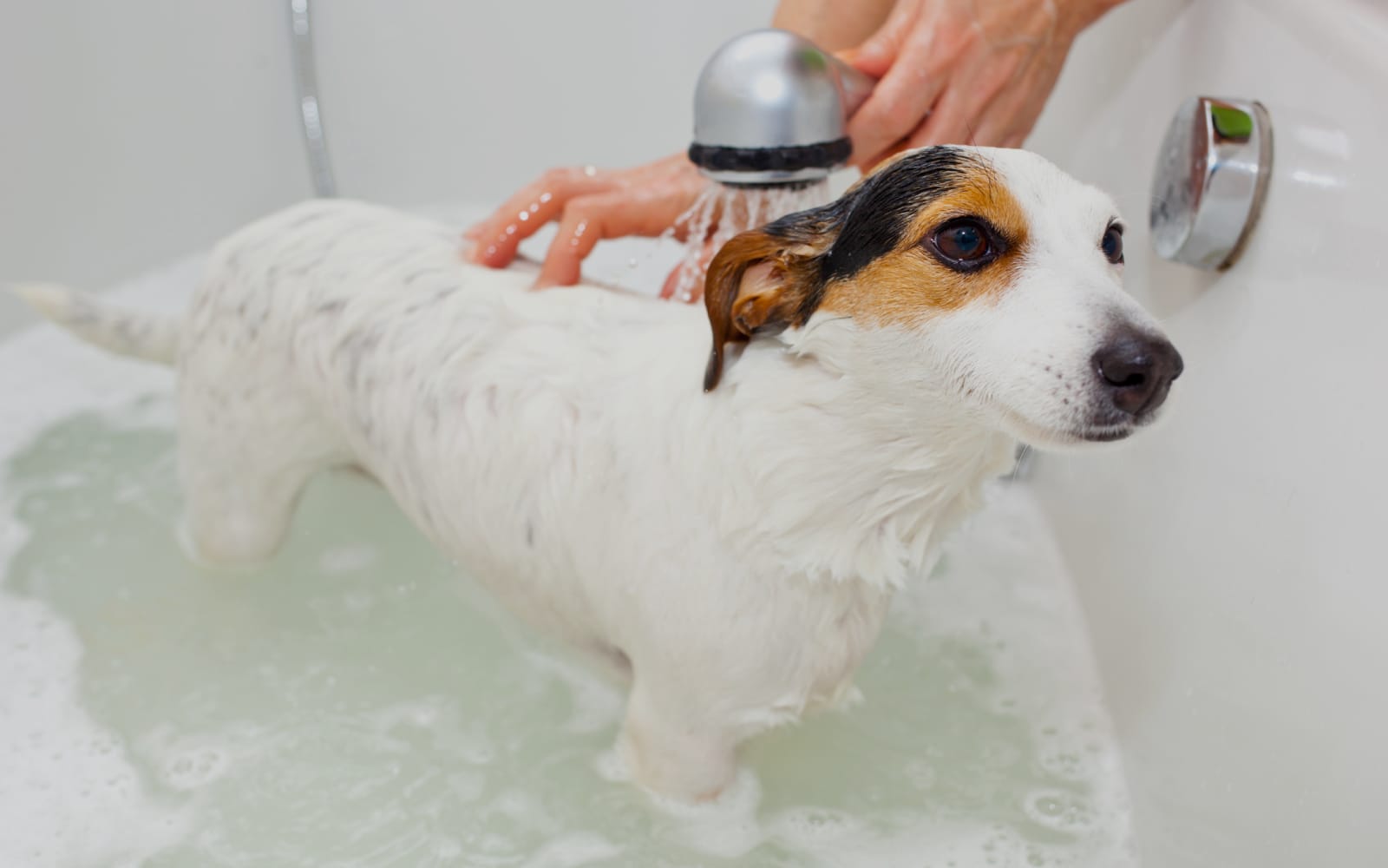 Dog Grooming